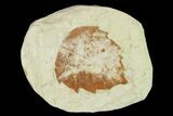 Miocene Fossil Leaf (Populus) - Augsburg, Germany #139467-1